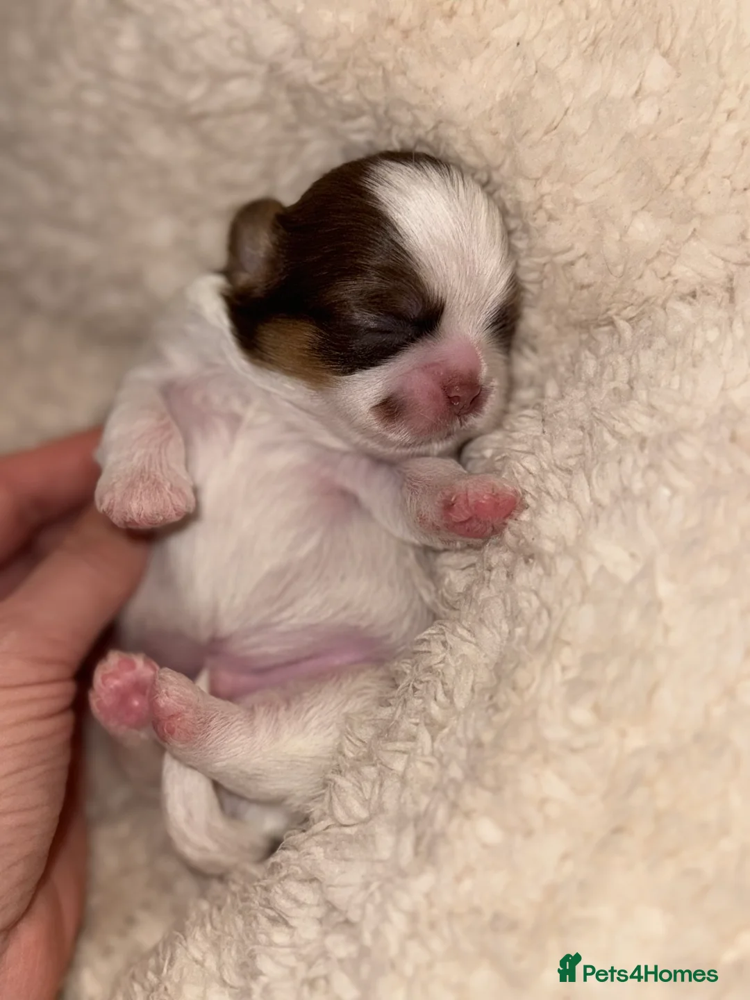 Shih Tzu dogs for sale: Shih tzu  - Advert 8