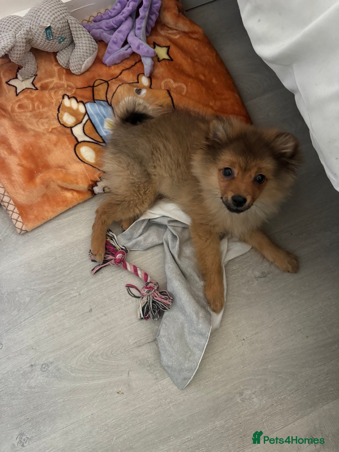 Mixed Breed dogs for sale: Loving, Sweet, Intelligent 12-Week Puppy! 💕 - Advert 3