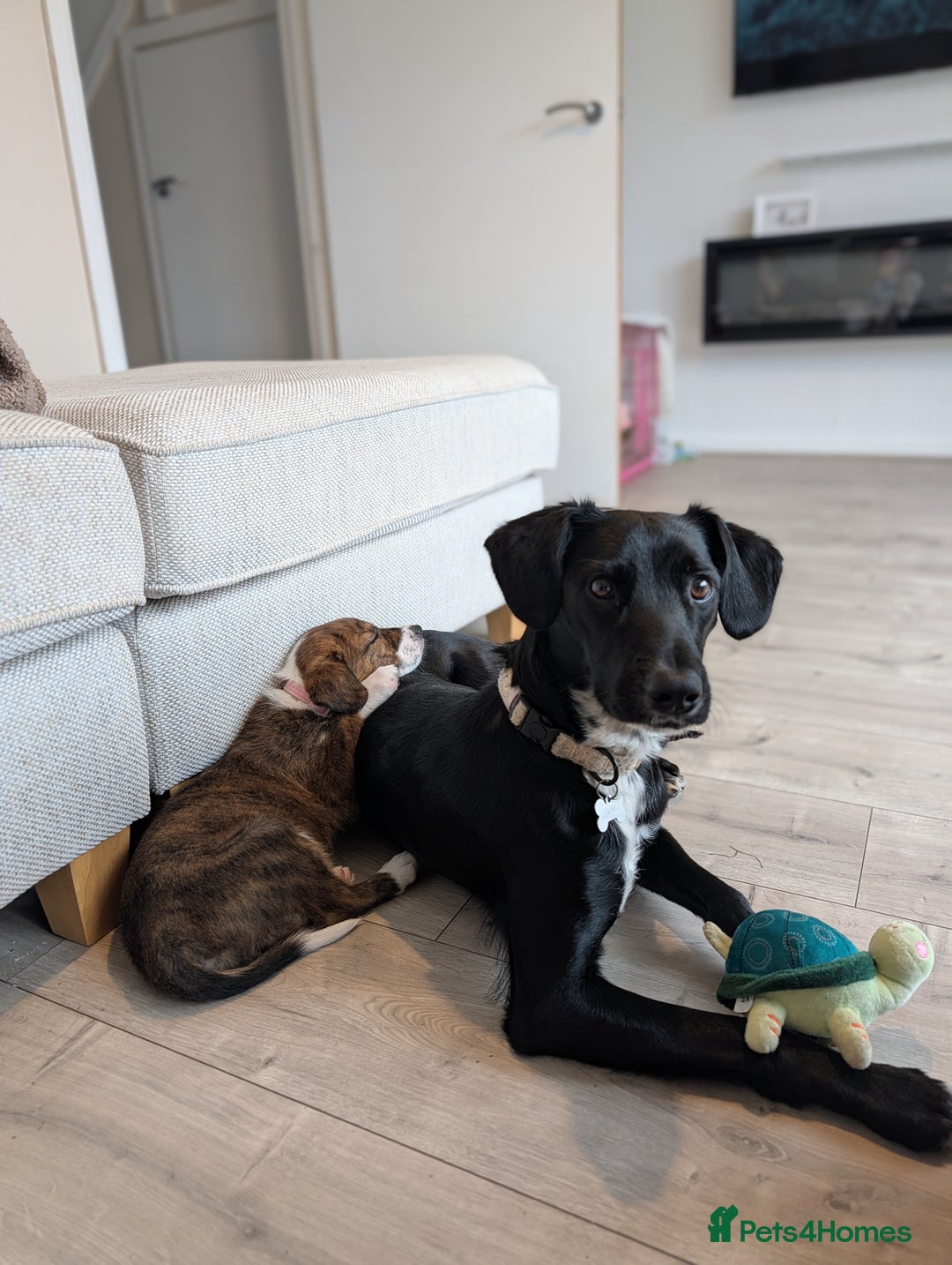 Mixed Breed dogs for sale: Beautiful Springador x Greyhound Puppy - Advert 2