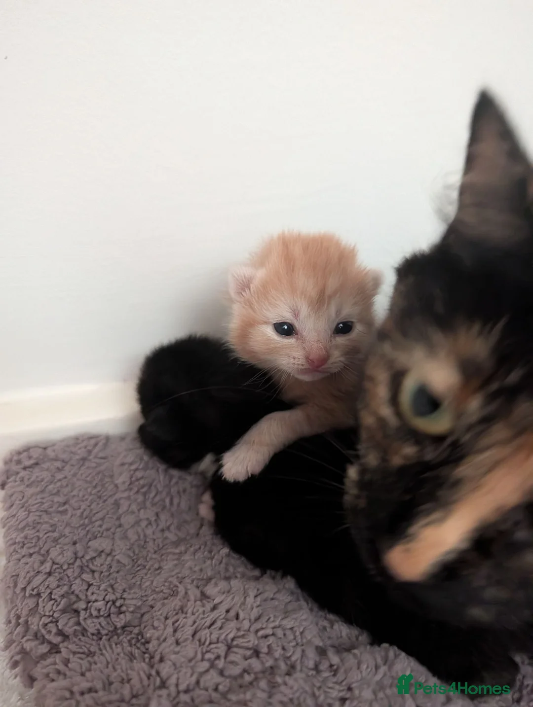 British Longhair cats for sale: 2 fluffy male kittens  in Wadhurst - Advert 12