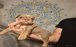 English Bulldog dogs for sale: Beautifull full suit lilac and tan - Image 9