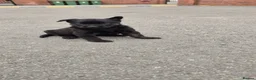 Belgian Shepherd Dog dogs for sale: 2x Dutch herders - Advert 3