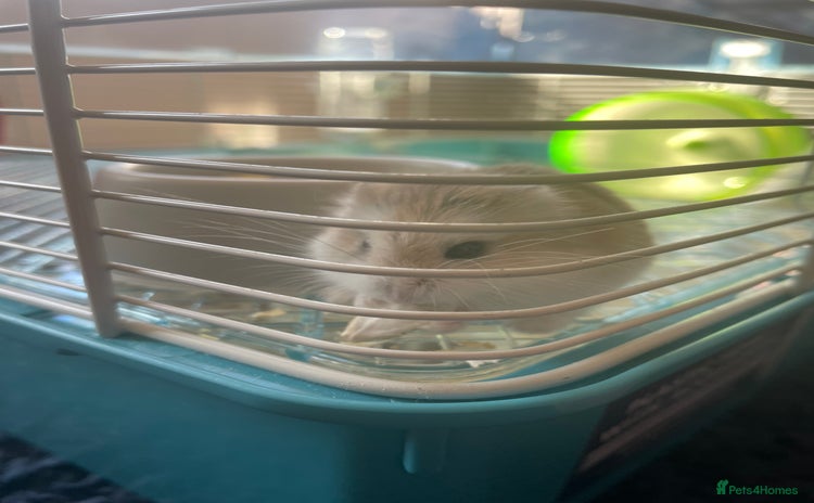 Hamster rodents - Advert 7
