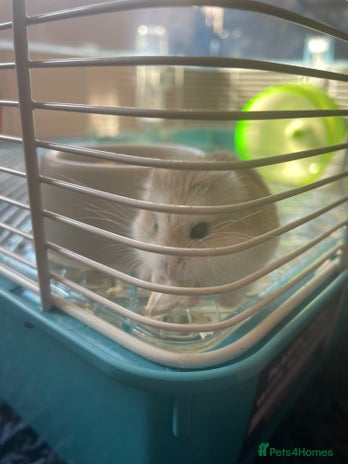 Hamster rodents - Advert 7