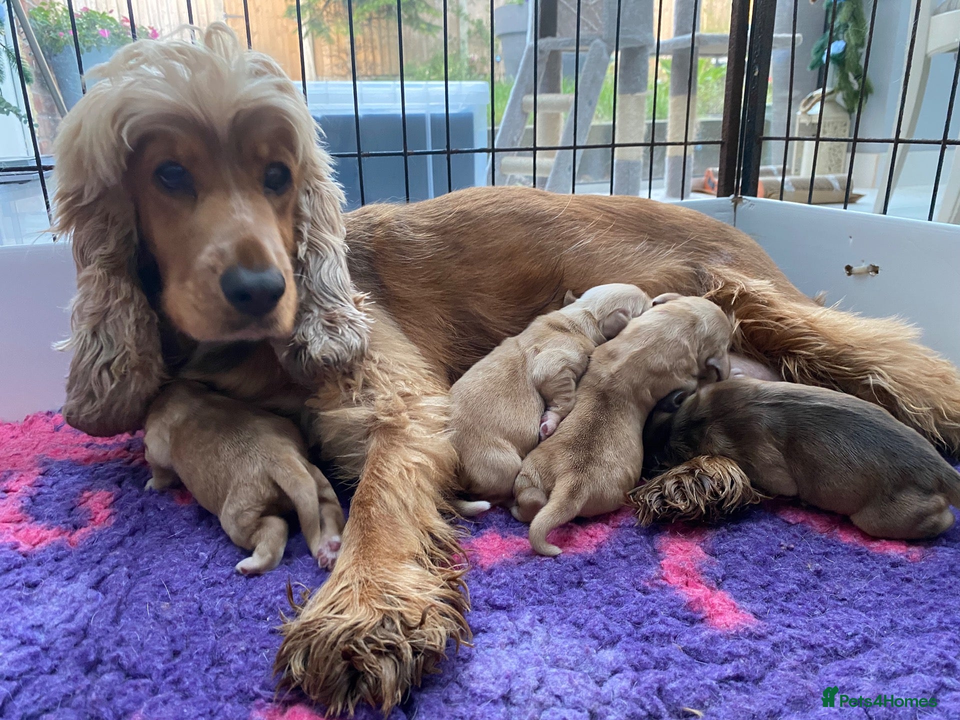 Cocker Spaniel dogs for sale: KC Reg Show Type Cocker Spaniel  - Advert 1