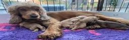 Cocker Spaniel dogs for sale: KC Reg Show Type Cocker Spaniel  - Advert 1
