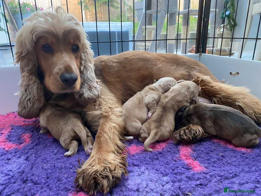 Cocker Spaniel dogs for sale: KC Reg Show Type Cocker Spaniel  - Advert 1