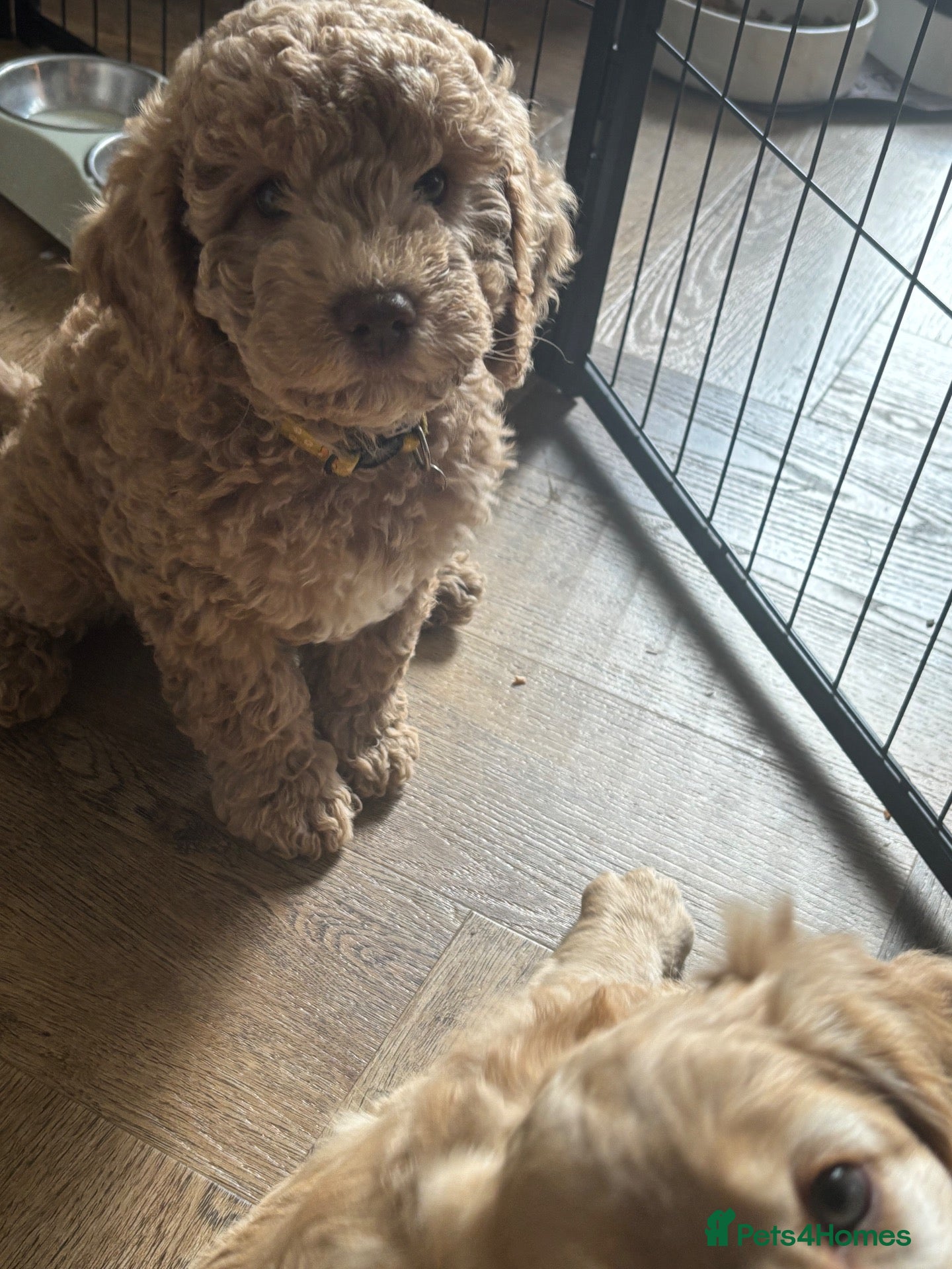 Cockapoo dogs Leicestershire Cockapoos Exten DNA&Genetic Tested  - Advert 2