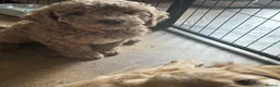 Cockapoo dogs for sale: Leicestershire Cockapoos Exten DNA&Genetic Tested  - Advert 4