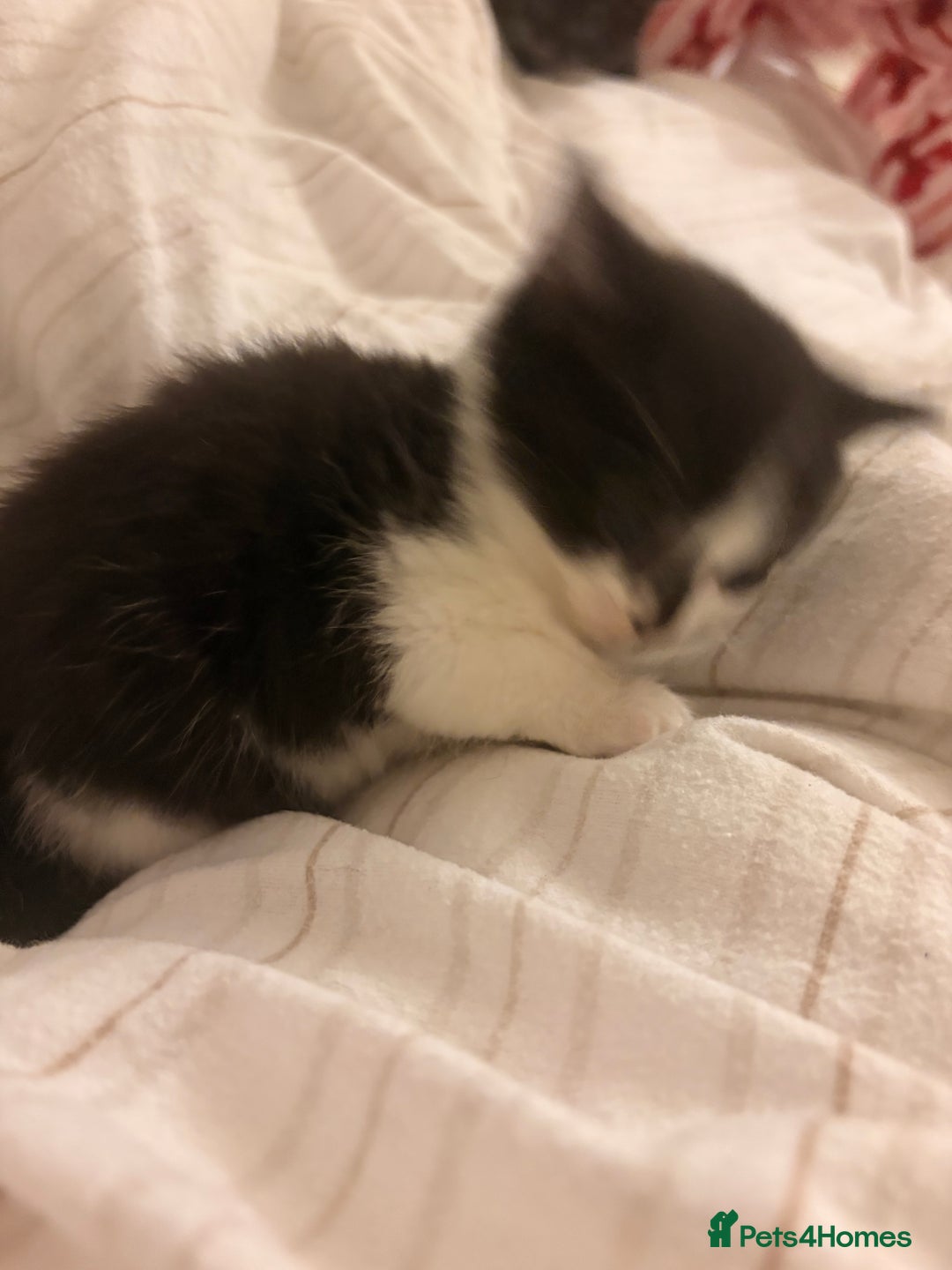 British Shorthair cats for sale: Beautiful kittens 3 girls 1 boy  - Advert 13