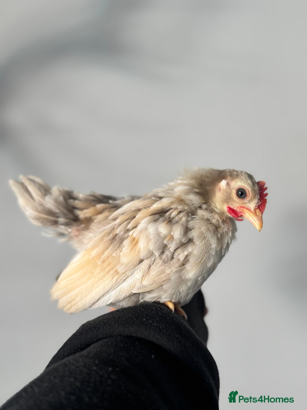 Chickens poultry for sale: Beautiful Serama Boys  - Image 3