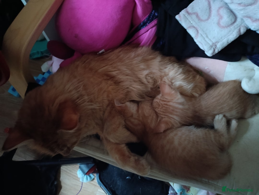 Mixed Breed cats for sale: Two Male Somali-Blend Kittens Looking for a Home - Advert 8