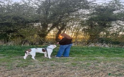 American Bulldog dogs for sale: Male American Bulldog  - Image 2