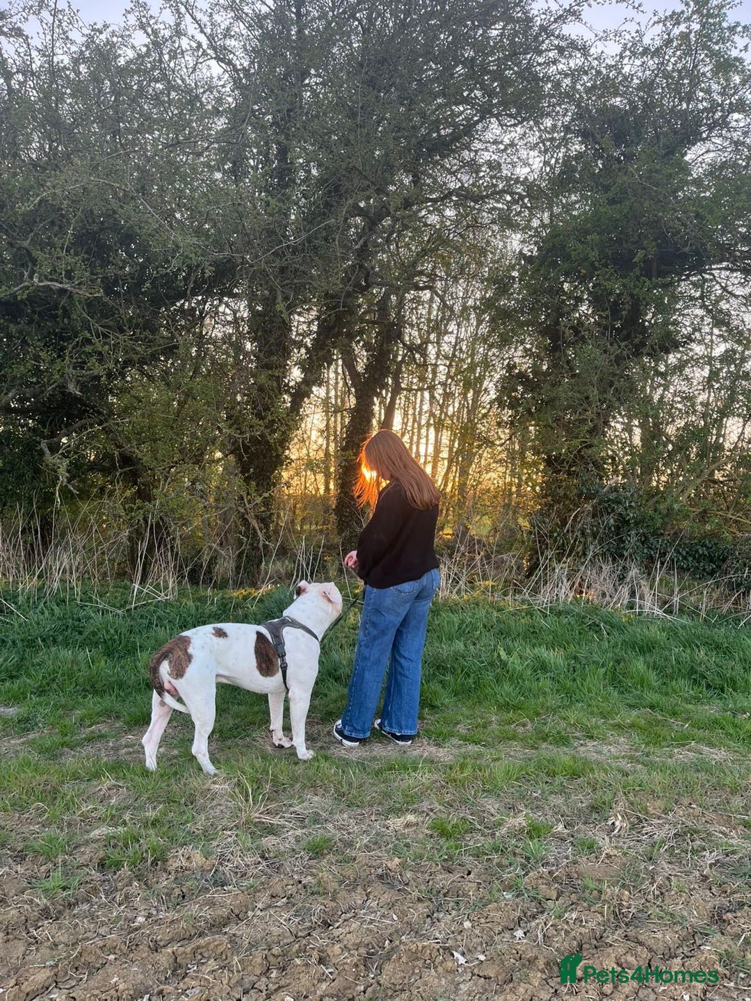 American Bulldog dogs for sale: Male American Bulldog  - Image 2