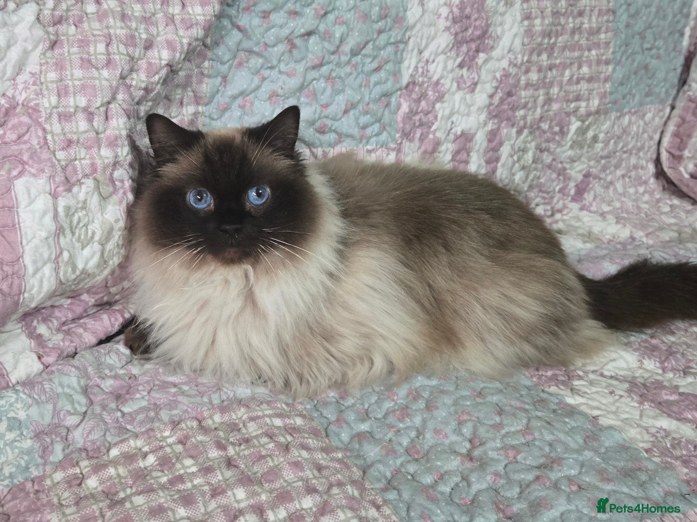 Ragdoll cats 3 year old Ragdoll girl  - Advert 1
