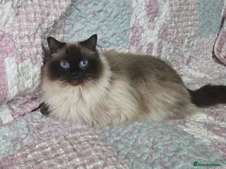 Ragdoll cats 3 year old Ragdoll girl - Advert 1