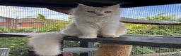 Maine Coon cats for sale: Maine coon  - Advert 18