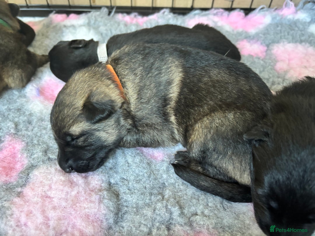 German Shepherd dogs for sale: KC Registered Working Line German Shepherd Puppies - Image 21