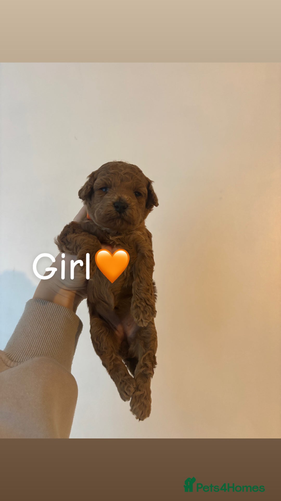 Toy Poodle dogs for sale: Toy Poodle Puppies  - Advert 6