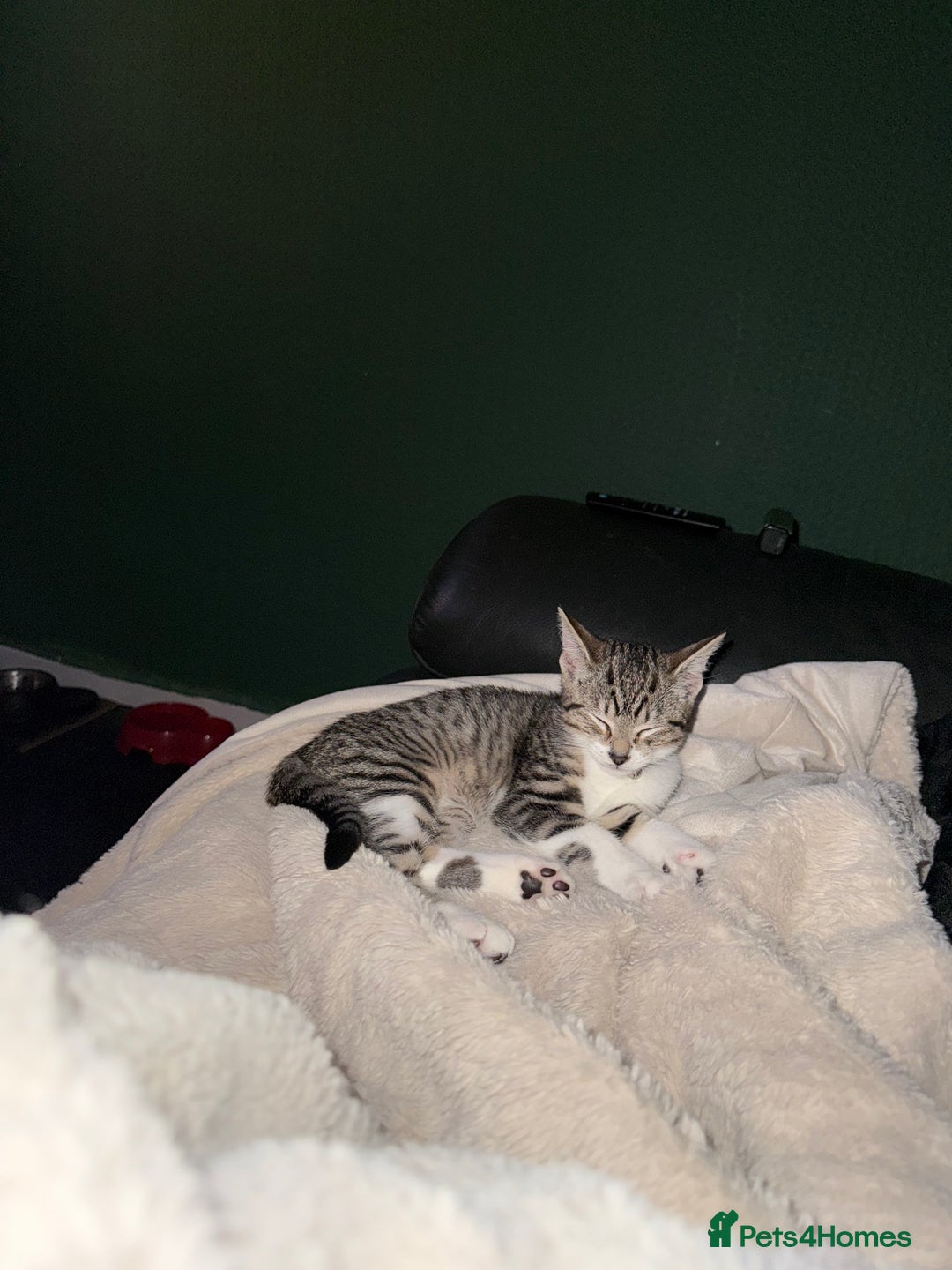 Mixed Breed cats for sale: Kittens  - Advert 9