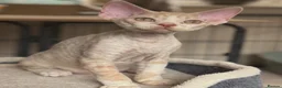 Devon Rex cats for sale: Fantastic pedigree Devon Rex kittens  - Advert 7