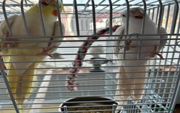 Cockatiels birds for sale: Ozzy and chip looking for a nice home - Image 8