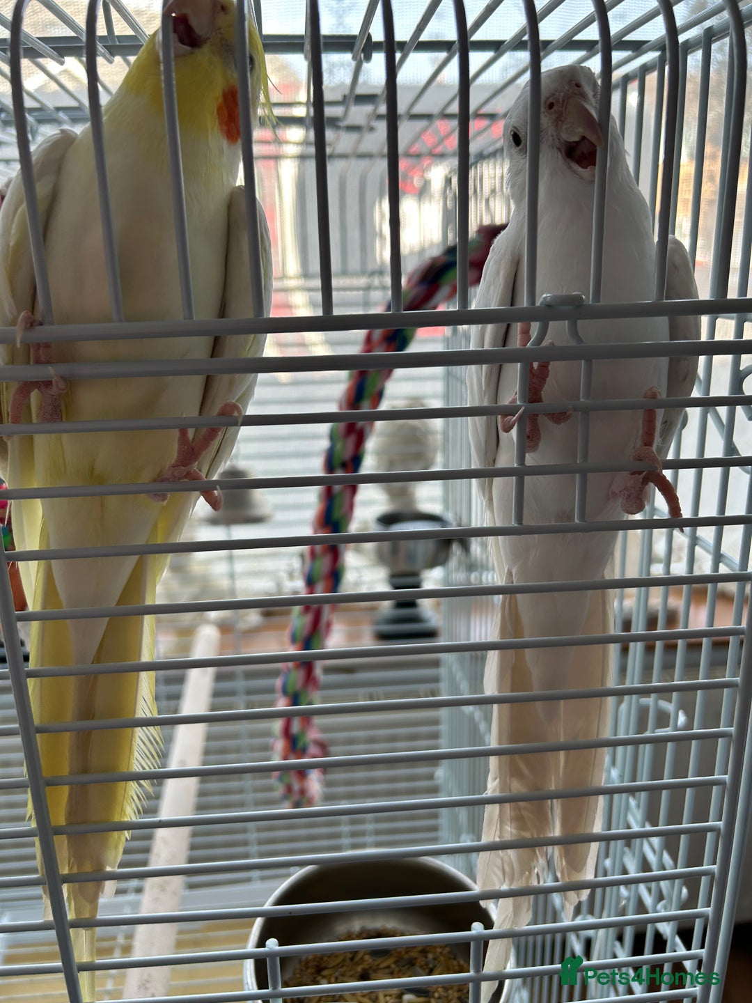 Cockatiels birds for sale: Ozzy and chip looking for a nice home - Image 8