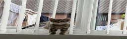 Mixed Breed cats for sale: Cheeky Whiskers Kittens Available  - Advert 3