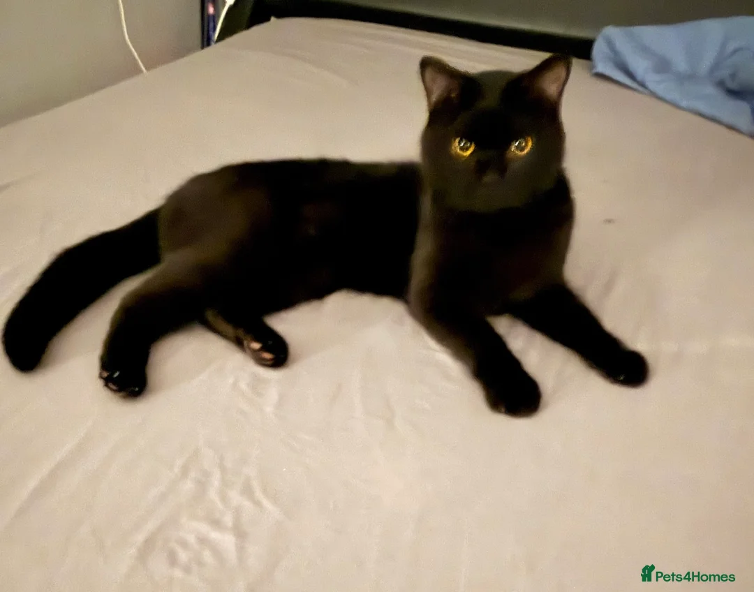 British Shorthair cats for sale: Arlo, British Shorthair Male, very loving and warm - Advert 2