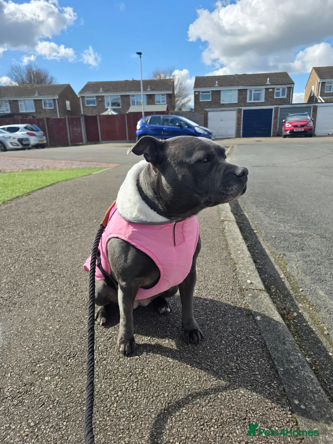 Staffordshire Bull Terrier dogs for sale: Must go together to the same home.  - Advert 1