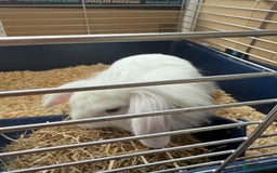 Lionhead rabbits for sale: Rabbit  - Image 4