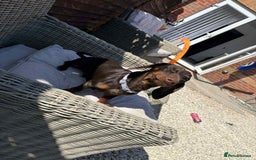 Miniature Dachshund dogs for sale: Miniature daschund male  - Image 4