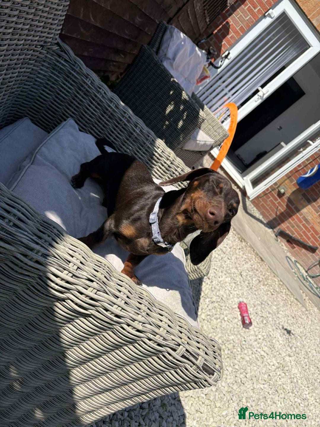 Miniature Dachshund dogs for sale: Miniature daschund male  - Image 4