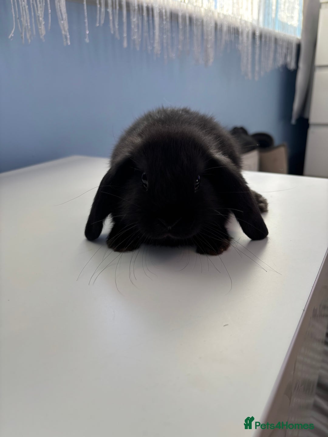 Mini Lop rabbits for sale: 3 pure Mini Lop left  - Image 9