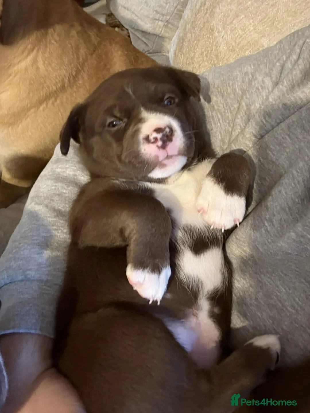 Mixed Breed dogs for sale: Pocket bulldog  Siberian husky x pocket pitskys - Advert 1