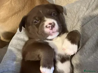 Mixed Breed dogs Pocket bulldog Siberian husky x pocket pitskys - Advert 2