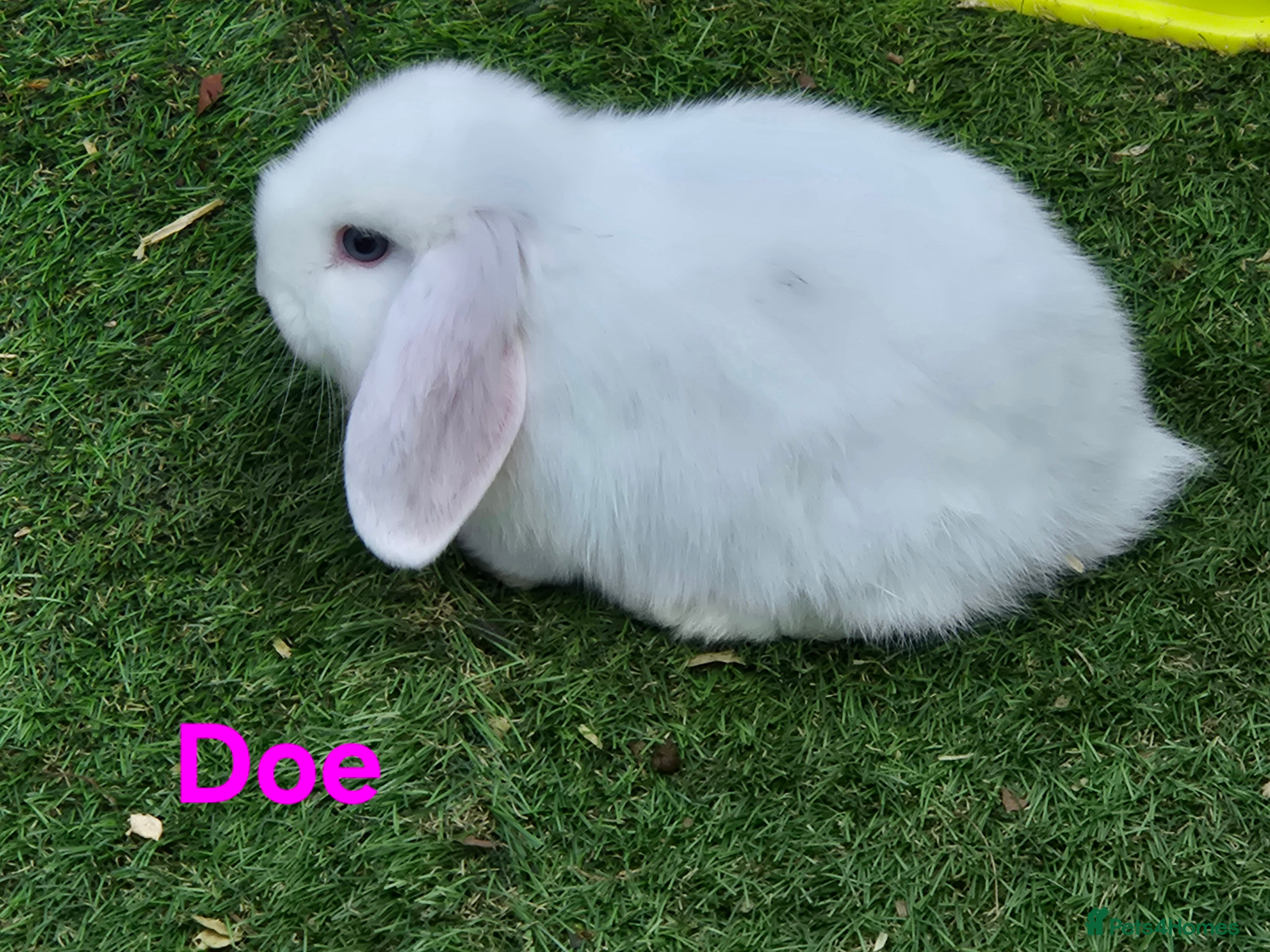 Mini Lop rabbits Baby minii lops ready 20th March  - Advert 18