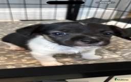 Jack Russell dogs for sale: Jack Russell pups  - Image 6