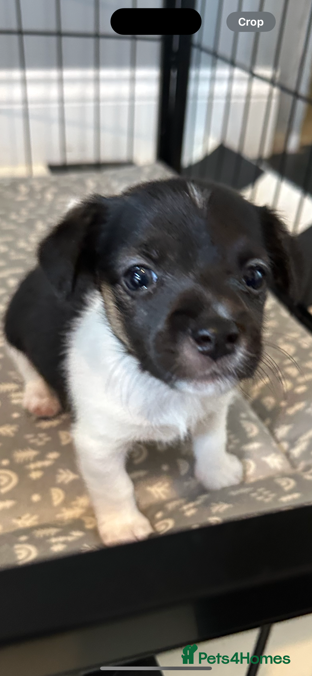 Jack Russell dogs for sale: Jack Russell pups  - Image 6