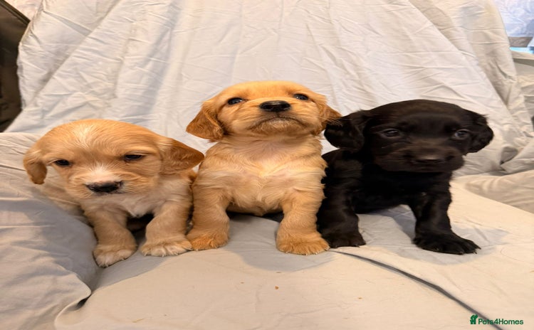 Cocker Spaniel dogs FTC KC Registered Cocker Spaniel Puppies  - Advert 1
