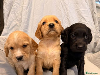 Cocker Spaniel dogs FTC KC Registered Cocker Spaniel Puppies - Advert 5