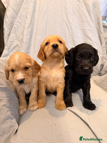 Cocker Spaniel dogs FTC KC Registered Cocker Spaniel Puppies - Advert 1