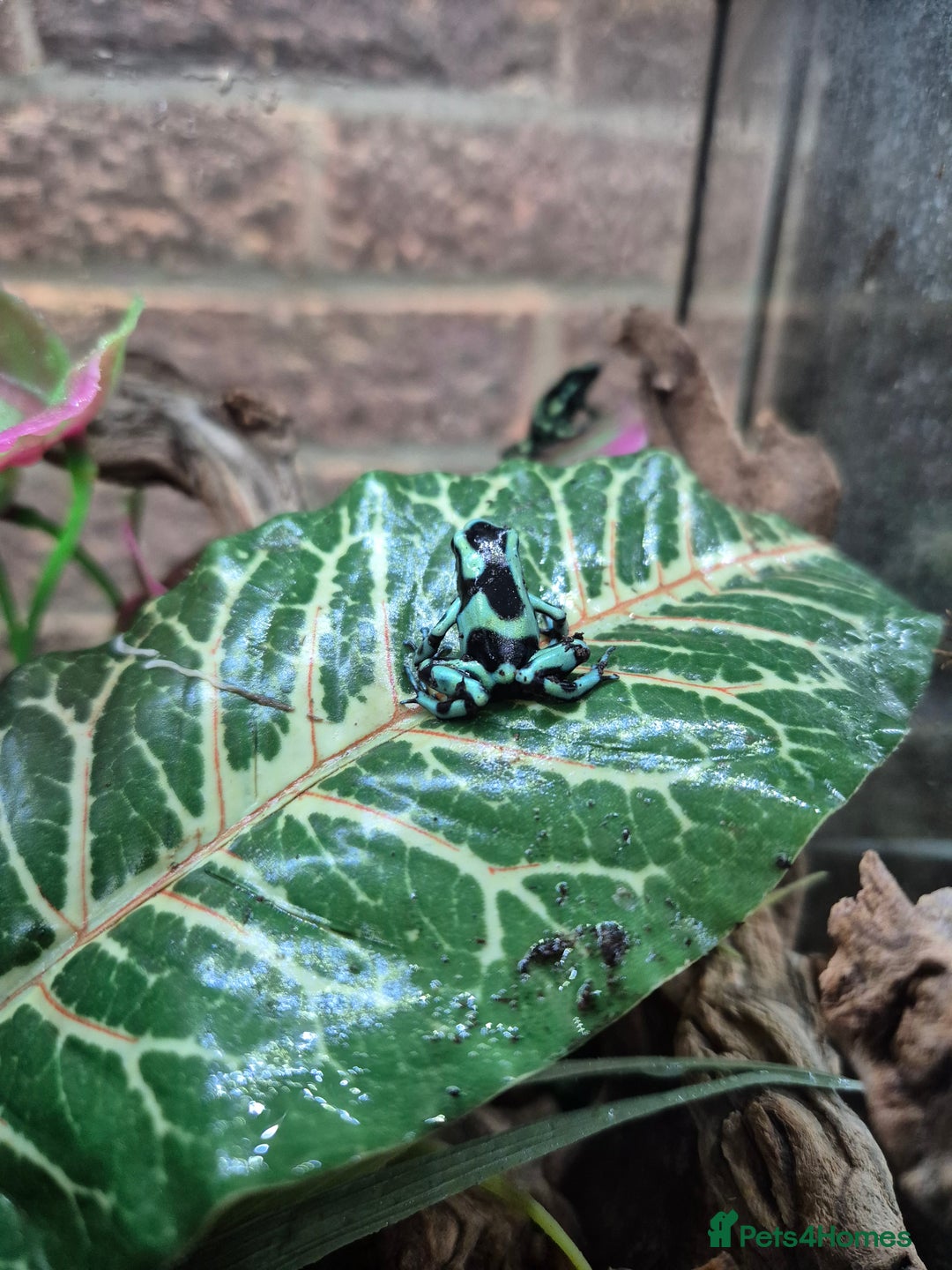 Frog reptiles for sale: Amazon milks Whites green darts - Advert 13