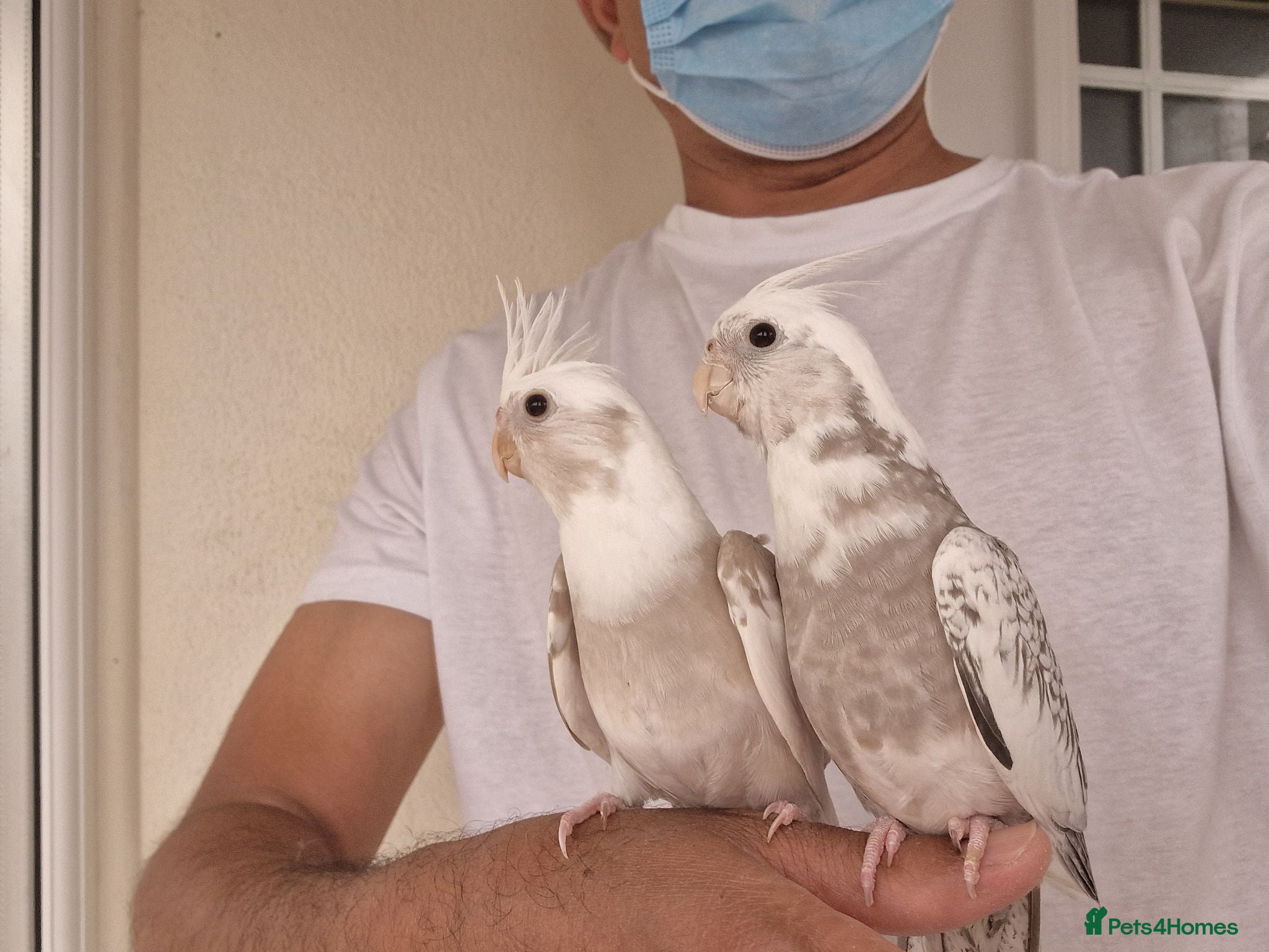 Cockatiels birds Super silly hand tamed baby cockatiels  - Advert 6