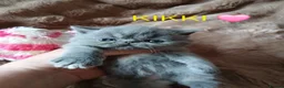 Exotic cats for sale:  Pedigree GCCF Registered Persian Exotic's  - Advert 5