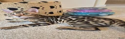 Bengal cats for sale: Stunning Pedigree Bengal Kittens - Advert 20