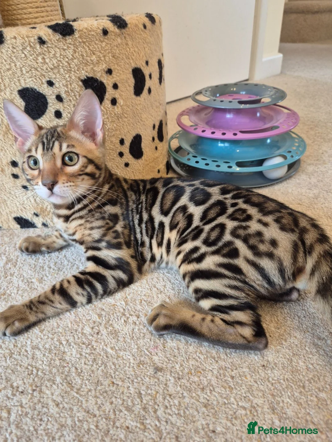 Bengal cats for sale: Stunning Pedigree Bengal Kittens - Advert 20