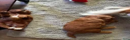 Cavapoo dogs for sale: cavapoos in Pershore - Advert 3