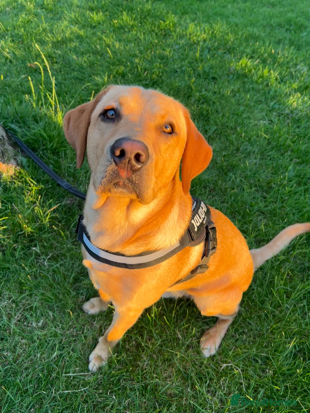 Labrador Retriever dogs for stud: Fox red labrador for stud  - Image 13