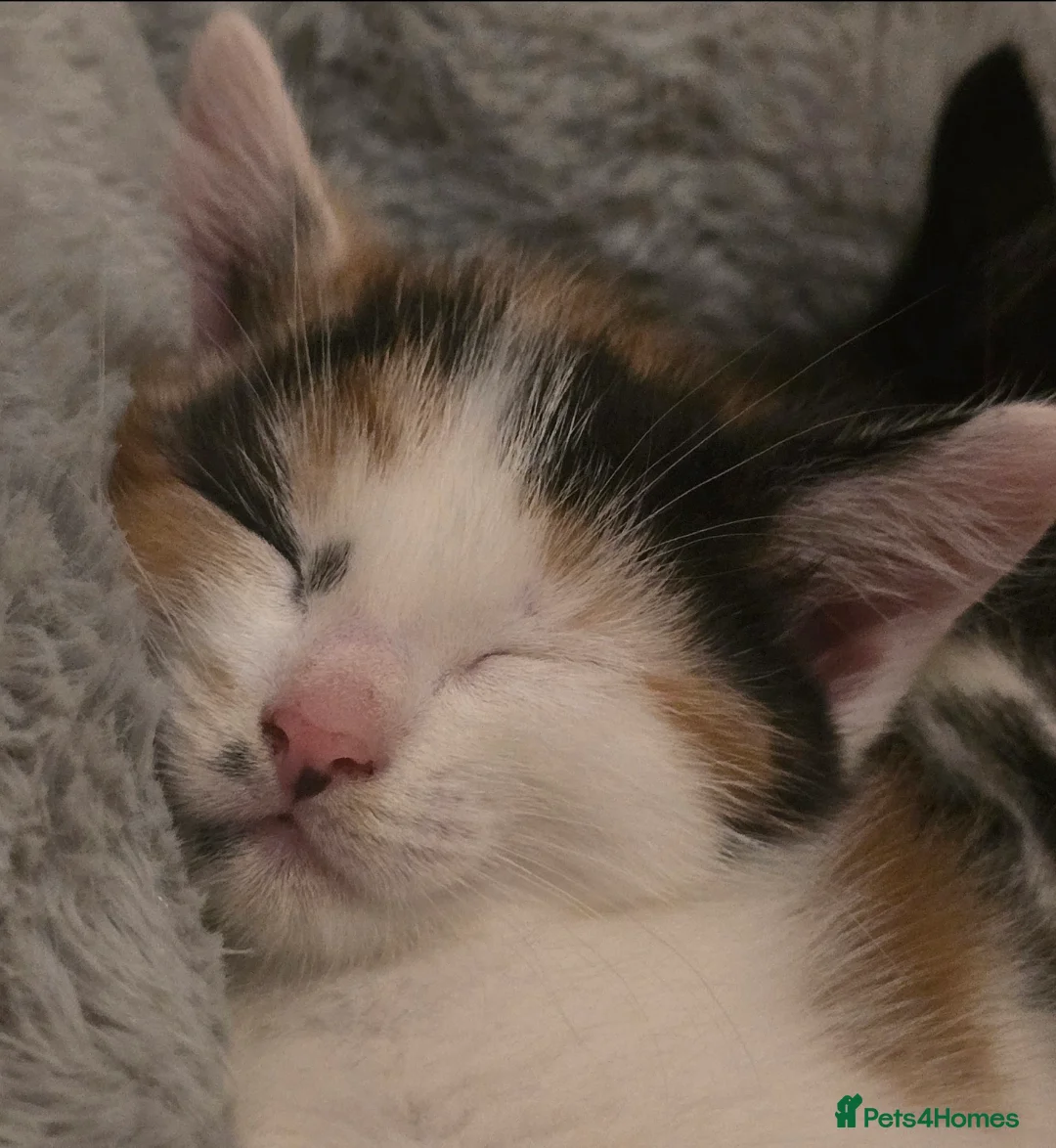 Mixed Breed cats for sale: Beautiful tabby kittens - Advert 8